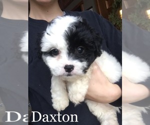 Zuchon Puppy for sale in ABBEVILLE, SC, USA