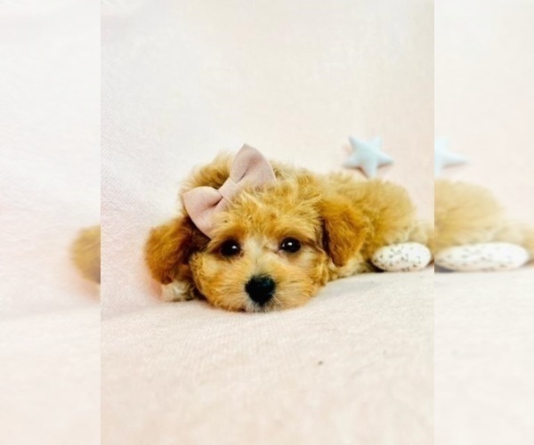 Medium Photo #17 Poodle (Toy) Puppy For Sale in DALLAS, TX, USA