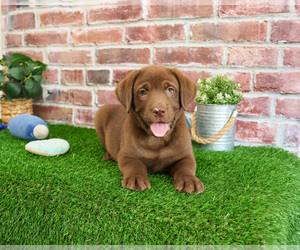 Labrador Retriever Puppy for sale in SYRACUSE, IN, USA