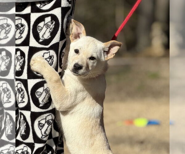 Medium Photo #4 Mutt Puppy For Sale in Yardley, PA, USA