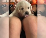 Small #2 Labrador Retriever
