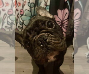French Bulldog-Unknown Mix Dogs for adoption in Dumont, NJ, USA