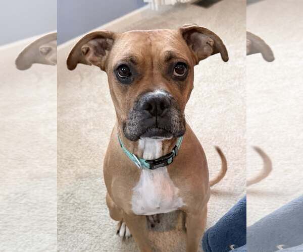 Medium Photo #2 Boxer Puppy For Sale in Burnsville, MN, USA