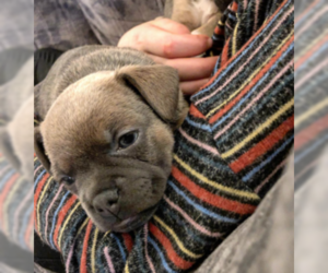 French Bullhuahua Puppy for sale in LEAVENWORTH, WA, USA