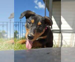 Blair - Female Doberman Pinscher-Unknown Mix Dog for Adoption - Photo #4