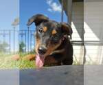 Small Photo #4 Doberman Pinscher-Unknown Mix Puppy For Sale in Buffalo, MN, USA