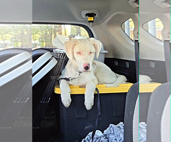 Medium Photo #9 Australian Shepherd-German Shepherd Dog Mix Puppy For Sale in Raleigh, NC, USA