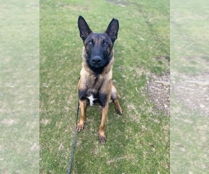 Belgian Malinois Puppy for sale in BOSTON, MA, USA
