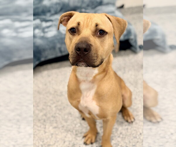 Medium Photo #3 Mutt Puppy For Sale in Manahawkin, NJ, USA