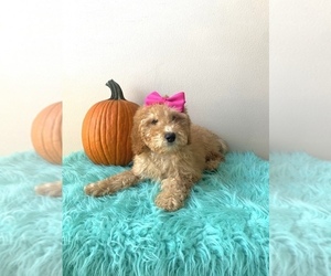 Goldendoodle (Miniature) Puppy for sale in ORLANDO, FL, USA