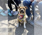 Small #2 Boxer Mix