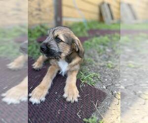 Mutt Dogs for adoption in San Antonio, TX, USA