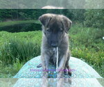 Small #4 German Shepherd Dog