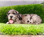 Puppy Joshua Great Dane