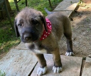 Irish Wolfhound Puppy for Sale in DEERFIELD, New Hampshire USA