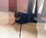 Small #1 Schipperke Mix