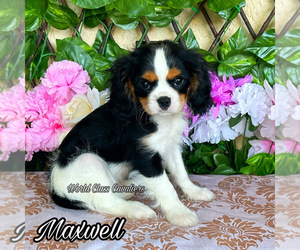 Cavalier King Charles Spaniel Puppy for sale in MIAMI, FL, USA