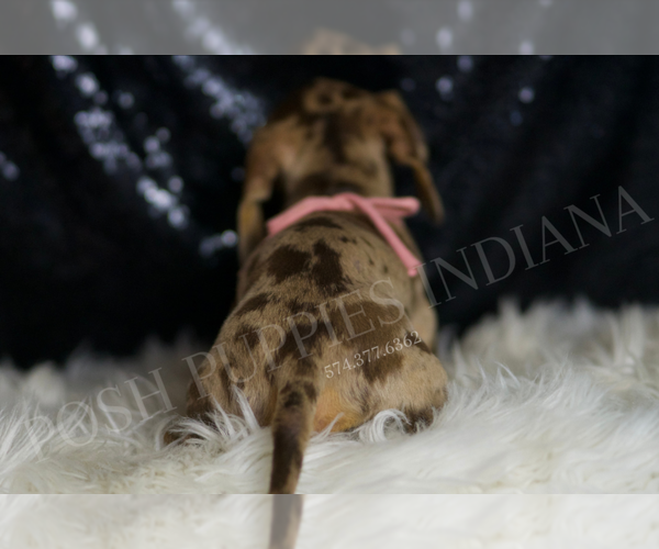 Medium Photo #115 Dachshund Puppy For Sale in WARSAW, IN, USA