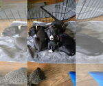 Small #3 American Pit Bull Terrier Mix
