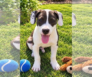 Mutt Dogs for adoption in Euless, TX, USA