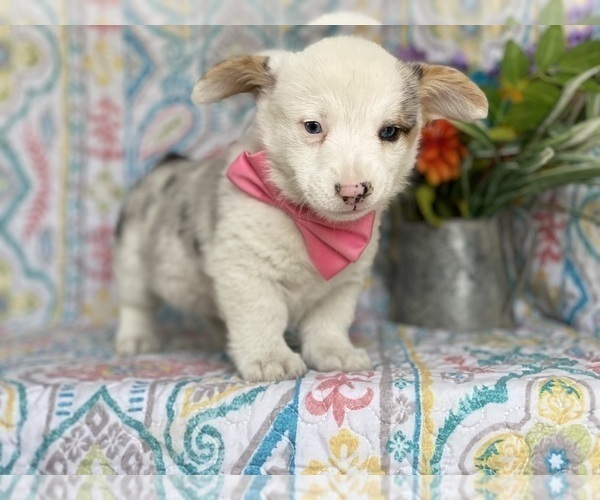 Medium Photo #3 Pembroke Welsh Corgi Puppy For Sale in LANCASTER, PA, USA