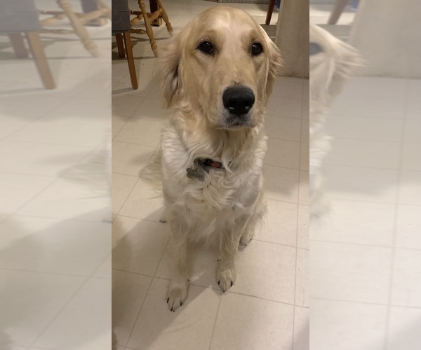 Medium Photo #1 Goldendoodle Puppy For Sale in COATESVILLE, PA, USA