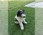 Puppy Princess Sheepadoodle