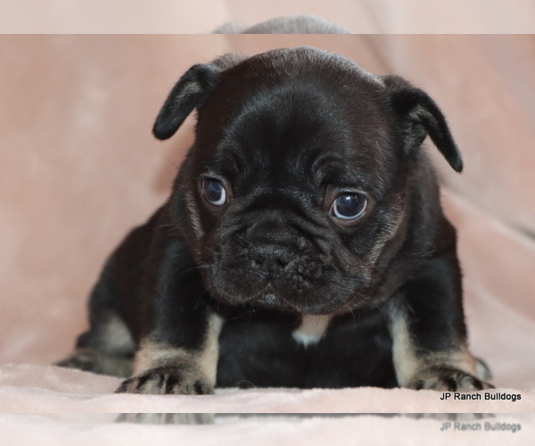 Medium Photo #14 French Bulldog Puppy For Sale in WINNSBORO, TX, USA