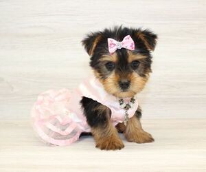 Yorkshire Terrier Puppy for Sale in LAS VEGAS, Nevada USA
