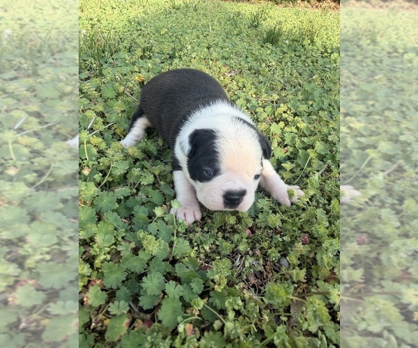 Medium Photo #10 Boston Terrier Puppy For Sale in FREDONIA, KS, USA