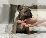 Puppy 4 French Bulldog