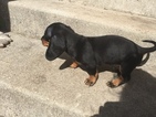 Small Photo #8 Dachshund Puppy For Sale in KINGSLAND, TX, USA