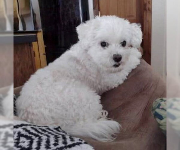 Medium Photo #1 Maltese-Unknown Mix Puppy For Sale in Lake City, MI, USA