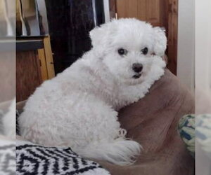 Maltese-Unknown Mix Dogs for adoption in Lake City, MI, USA