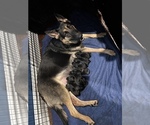 Small Photo #9 German Shepherd Dog Puppy For Sale in VALDOSTA, GA, USA
