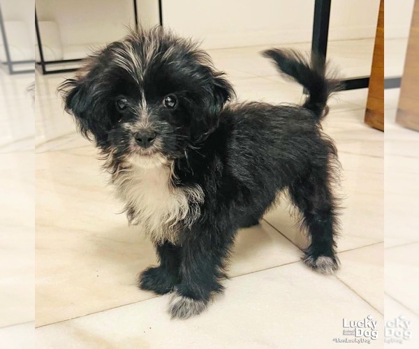 Medium Photo #2 Mutt Puppy For Sale in Washington, DC, USA