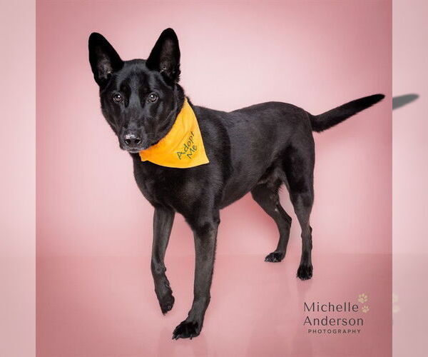 Medium Photo #2 German Shepherd Dog-Unknown Mix Puppy For Sale in Corona, CA, USA