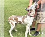 Small #2 Great Dane Mix