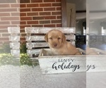 Puppy Puppy 11 blue Labrador Retriever