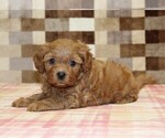 Small #2 Cavapoo (Miniature)