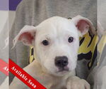 Small American Bulldog-American Staffordshire Terrier Mix