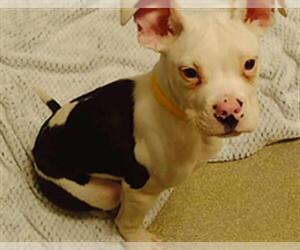 Mutt Dogs for adoption in Las Vegas, NV, USA