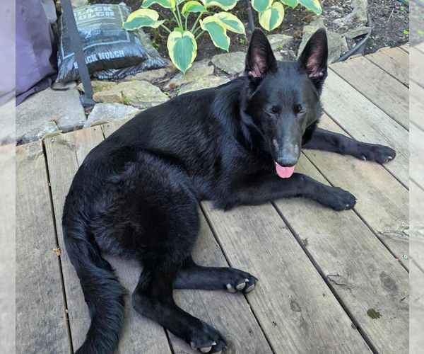 Medium Photo #1 German Shepherd Dog Puppy For Sale in Kansas City, MO, USA