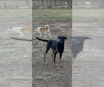 Small #2 German Shepherd Dog Mix
