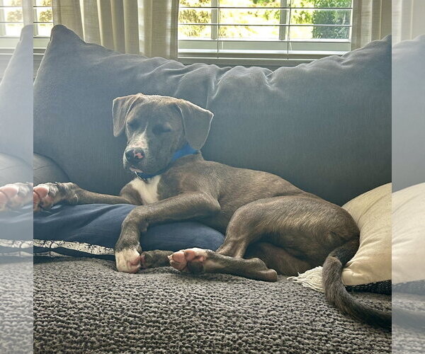 Medium Photo #9 American Pit Bull Terrier-Labrador Retriever Mix Puppy For Sale in Oakhurst, NJ, USA