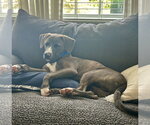 Small #8 American Pit Bull Terrier-Labrador Retriever Mix