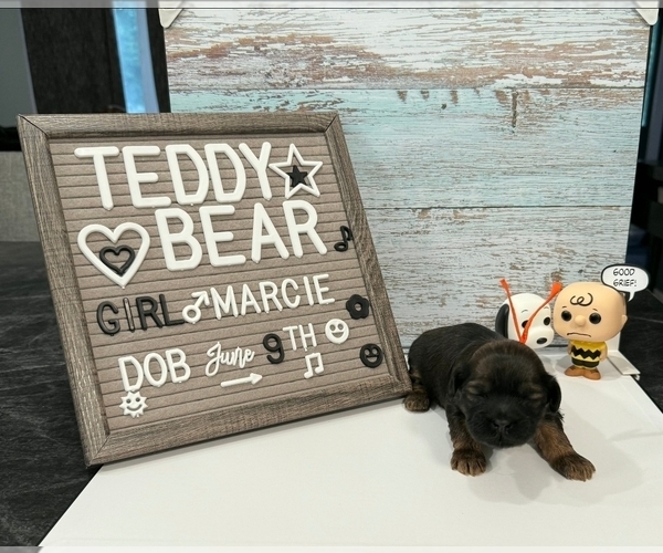 Medium Photo #23 Zuchon Puppy For Sale in NEW YORK MILLS, MN, USA