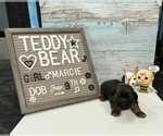 Puppy 5 Zuchon