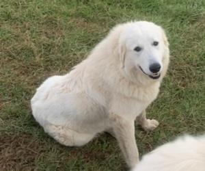 Mother of the Great Pyrenees puppies born on 10/24/2022