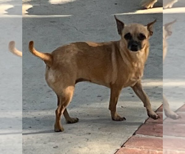 Medium Photo #1 Chihuahua-Unknown Mix Puppy For Sale in La Verne, CA, USA
